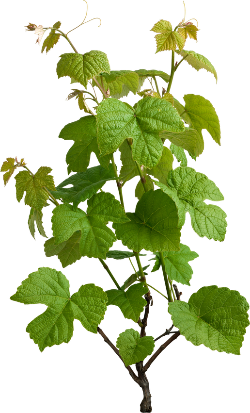 Grapevine